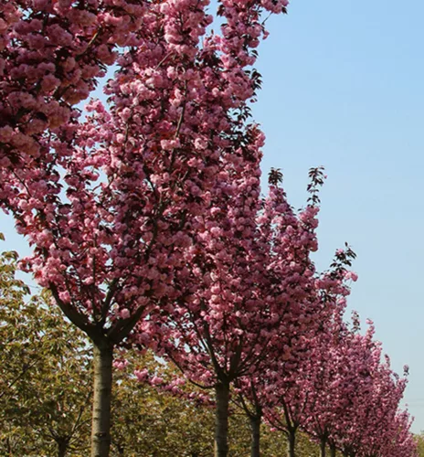Vörös levelű Japán díszcseresznye - Prunus serrulata ‘Royal Burgundy" 