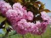 Vörös levelű Japán díszcseresznye - Prunus serrulata ‘Royal Burgundy" 