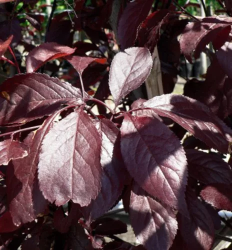 Vörös levelű Japán díszcseresznye - Prunus serrulata ‘Royal Burgundy" 