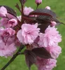 Vörös levelű Japán díszcseresznye - Prunus serrulata ‘Royal Burgundy" 