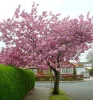 Vörös levelű Japán díszcseresznye - Prunus serrulata ‘Royal Burgundy" 
