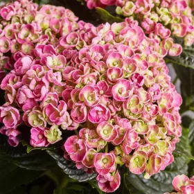   Kerti Hortenzia " Curly Wurly Rose" - Hydrangea macrophylla
