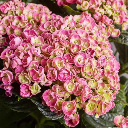 Kerti Hortenzia " Curly Wurly Rose" - Hydrangea macrophylla