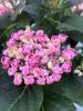 Kerti Hortenzia " Curly Wurly Rose" - Hydrangea macrophylla