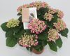 Kerti Hortenzia " Curly Wurly Rose" - Hydrangea macrophylla