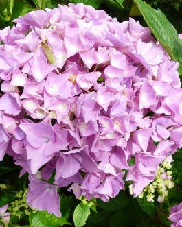 Kerti hortenzia - Hydrangea macrophylla 'Eldorado'