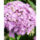 Kerti hortenzia - Hydrangea macrophylla 'Eldorado'