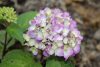 Kerti hortenzia - Hydrangea macrophylla 'Eldorado'