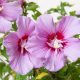 Hibiscus syriacus "Maike" - Mályvacserje