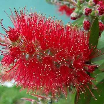 Kefevirág - Callistemon citrinus "Red Rocket"