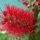 Kefevirág - Callistemon citrinus "Red Rocket"