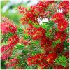 Kefevirág - Callistemon citrinus "Red Rocket"