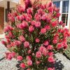 Kefevirág - Callistemon citrinus "Red Rocket"