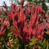 Kefevirág - Callistemon citrinus "Red Rocket"
