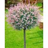 Törzses tarkalevelü Japán fűz - Salix Integra "Hakuro-nishiki" - 40 cm törzs