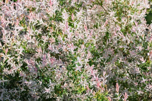 Törzses tarkalevelü Japán fűz - Salix Integra "Hakuro-nishiki" - 40 cm törzs