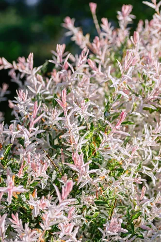 Törzses tarkalevelü Japán fűz - Salix Integra "Hakuro-nishiki" - 40 cm törzs