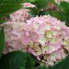 Kerti hortenzia - Hydrangea macrophylla 'La France"