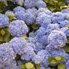 Kerti hortenzia - Hydrangea macrophylla 'La France"