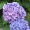 Kerti hortenzia - Hydrangea macrophylla 'La France"