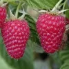 Nagyszemű málna - Rubus idaeus ‘Tulameen’