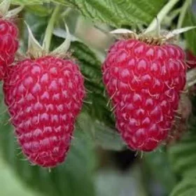 Nagyszemű málna - Rubus idaeus ‘Tulameen’