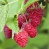 Nagyszemű málna - Rubus idaeus ‘Tulameen’