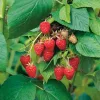 Nagyszemű málna - Rubus idaeus ‘Tulameen’