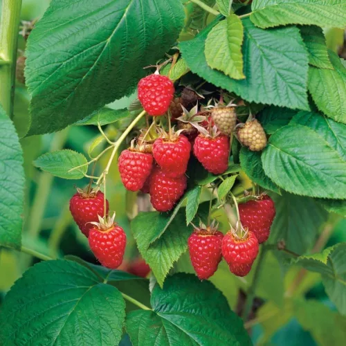 Nagyszemű málna - Rubus idaeus ‘Tulameen’