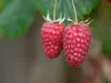 Nagyszemű málna - Rubus idaeus ‘Tulameen’