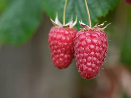 Nagyszemű málna - Rubus idaeus ‘Tulameen’