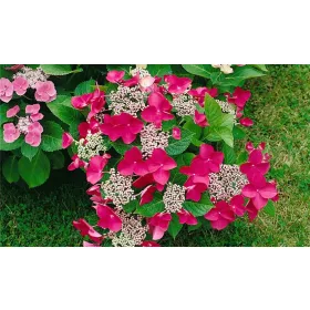 Kerti hortenzia - Hydrangea macrophylla "Rotkehlchen"