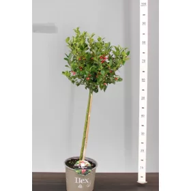 Törzses kék magyal - Ilex meserveae "Blue Maid"