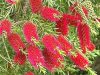 Kefevirág - Callistemon viminalis "Inferno"