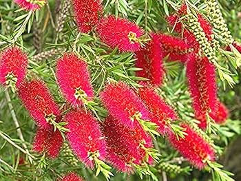 Kefevirág - Callistemon viminalis "Inferno"