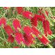 Kefevirág - Callistemon viminalis "Inferno"