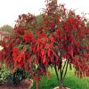 Kefevirág - Callistemon viminalis "Inferno"
