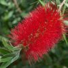 Kefevirág - Callistemon viminalis "Inferno"