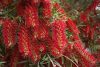 Kefevirág - Callistemon viminalis "Inferno"