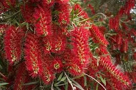 Kefevirág - Callistemon viminalis "Inferno"