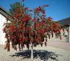 Kefevirág - Callistemon viminalis "Inferno"