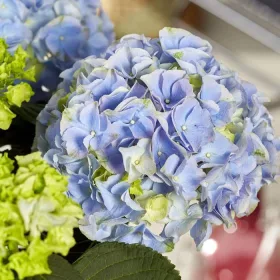   Kerti hortenzia - Hydrangea macrophylla "Hi Mountain" Cs12