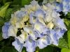 Kerti hortenzia - Hydrangea macrophylla "Hi Mountain" Cs12