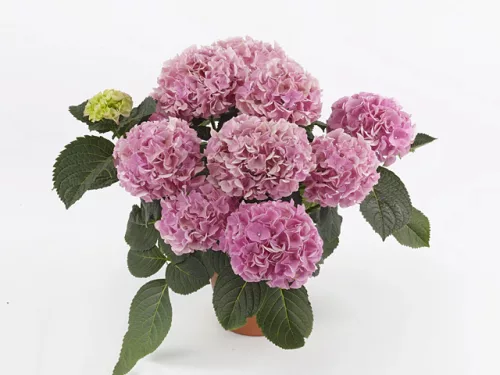 Kerti hortenzia - Hydrangea macrophylla "Hi Mountain" Cs12