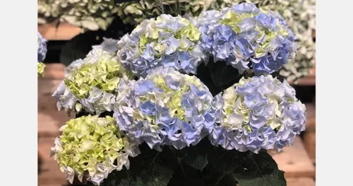Kerti hortenzia - Hydrangea macrophylla "Hi Mountain" Cs12
