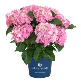   Kerti hortenzia - Hydrangea macrophylla Surfing Safari "Seaside Pink"