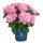 Kerti hortenzia - Hydrangea macrophylla Surfing Safari "Seaside Pink"