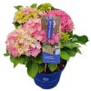 Kerti hortenzia - Hydrangea macrophylla Surfing Safari "Seaside Pink"