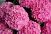 Kerti hortenzia - Hydrangea macrophylla Surfing Safari "Seaside Pink"