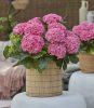 Kerti hortenzia - Hydrangea macrophylla Surfing Safari "Seaside Pink"